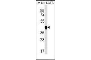 Western blot analysis of PAICS Antibody (N-term) in mouse NIH-3T3 cell line lysates (35ug/lane).