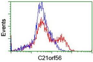 Flow Cytometry (FACS) image for anti-Chromosome 21 Open Reading Frame 56 (C21orf56) antibody (ABIN1497041) (C21ORF56 抗体)