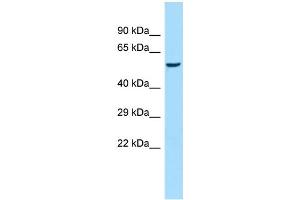 Host: Rabbit Target Name: Amy1a Sample Type: Rat Heart lysates Antibody Dilution: 1. (AMY1A 抗体  (Middle Region))