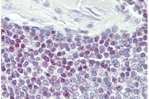 Anti-ELF1 antibody IHC staining of human spleen. (ELF1 抗体  (AA 142-191))