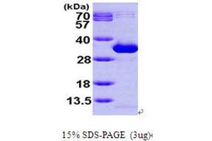N-Acetylneuraminic Acid Phosphatase (NANP) (AA 1-248) protein (His tag)