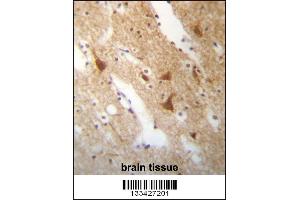 ELAVL3 Antibody immunohistochemistry analysis in formalin fixed and paraffin embedded human brain tissue followed by peroxidase conjugation of the secondary antibody and DAB staining. (HuC/ELAVL3 抗体  (N-Term))