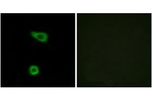 Immunofluorescence (IF) image for anti-Tumor Necrosis Factor, alpha-Induced Protein 2 (TNFAIP2) (AA 131-180) antibody (ABIN1533827)