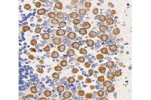 Immunohistochemistry analysis of paraffin-embedded rat cerebellum using,PNG (ABIN7075269) at dilution of 1: 3200 (PPP1R14B 抗体)