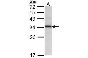 WB Image Sample (30 ug of whole cell lysate) A: H1299 12% SDS PAGE antibody diluted at 1:1000 (PPIE 抗体)