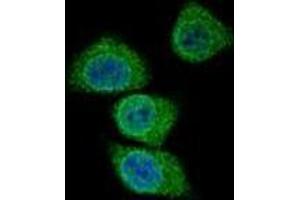Immunofluorescence (IF) image for anti-Gastric Intrinsic Factor (Vitamin B Synthesis) (GIF) (AA 188-218), (Middle Region) antibody (ABIN952930)