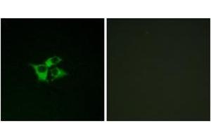 Immunofluorescence (IF) image for anti-Endothelin Receptor Type A (EDNRA) (AA 378-427) antibody (ABIN1535599)