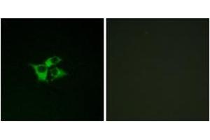 Immunofluorescence analysis of COS7 cells, using EDNRA Antibody. (Endothelin-1 Receptor 抗体  (AA 378-427))