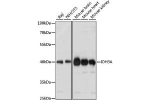 Western blot analysis of extracts of various cell lines, using IDH3A antibody (ABIN7268029) at 1:1000 dilution. (IDH3A 抗体  (AA 28-366))
