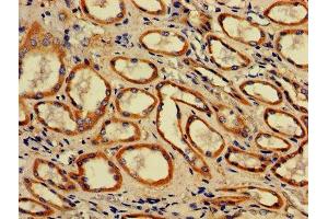IHC image of ABIN7142316 diluted at 1:700 and staining in paraffin-embedded human kidney tissue performed on a Leica BondTM system. (ACAA2 抗体  (AA 188-257))