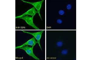 ABIN2613419 Immunofluorescence analysis of paraformaldehyde fixed NIH3T3 cells, permeabilized with 0. (EEA1 抗体  (AA 821-835))
