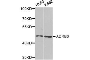 Western blot analysis of extracts of various cell lines, using ADRB3 antibody (ABIN5995980) at 1/1000 dilution. (ADRB3 抗体)