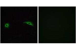 Immunofluorescence (IF) image for anti-Olfactory Receptor, Family 2, Subfamily J, Member 2 (OR2J2) (AA 263-312) antibody (ABIN1535883)
