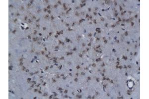 Formalin-fixed and paraffin embedded rat brain labeled with Anti- NIT2 Polyclonal Antibody, Unconjugated  followed by conjugation to the secondary antibody and DAB staining (NIT2 抗体  (AA 41-140))