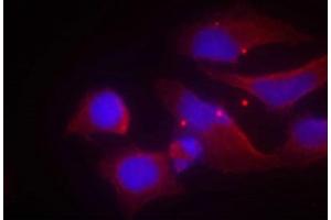 Immunofluorescence staining of methanol-fixed Hela cells using NMDAR2B(phospho-Tyr1474) antibody. (GRIN2B 抗体  (pTyr1474))
