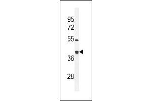 TXNL2 Antibody (N-term) (ABIN656034 and ABIN2845407) western blot analysis in mouse bladder tissue lysates (35 μg/lane). (GLRX3 抗体  (N-Term))