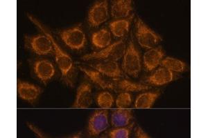Immunofluorescence analysis of HeLa cells using PYCR2 Polyclonal Antibody at dilution of 1:100. (PYCR2 抗体)