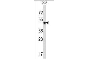 Western blot analysis in 293 cell line lysates (35ug/lane). (SNX17 抗体  (N-Term))