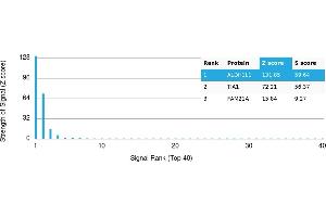 Protein Array (PAr) image for anti-Aldehyde Dehydrogenase 1 Family, Member L1 (ALDH1L1) antibody (ABIN7456025) (ALDH1L1 抗体)