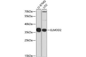 Western blot analysis of extracts of various cell lines, using ELMOD2 antibody (ABIN6132091, ABIN6140137, ABIN6140139 and ABIN6223836) at 1:1000 dilution. (ELMOD2 抗体  (AA 5-95))