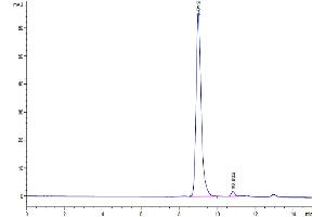 The purity of SARS-CoV-2 3CLpro (A191T) is greater than 95 % as determined by SEC-HPLC. (SARS-Coronavirus Nonstructural Protein 8 (SARS-CoV NSP8) (A191T) 蛋白)