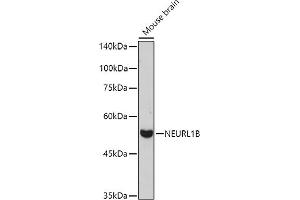 Western blot analysis of extracts of Mouse brain, using NEURL1B antibody (ABIN7268857) at 1:1000 dilution. (NEURL1B 抗体)