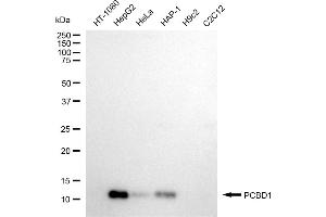 Western blotting analysis using PCBD1 antibody (ABIN7800060).
