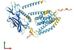 Protein Structure (PS) image for CLPTM1-Like (CLPTM1L) (AA 1-539) protein (His tag) (ABIN7558993)