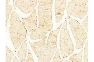 ABIN6255780 and ABIN6267335 at 1/100 staining Mouse muscle tissue by IHC-P.