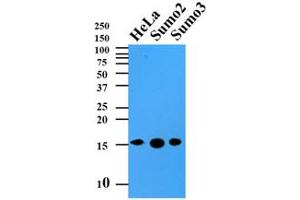 Western Blotting (WB) image for anti-Small Ubiquitin Related Modifier 2 (SUMO2) (AA 1-93), (N-Term) antibody (ABIN492386) (SUMO2 抗体  (N-Term))