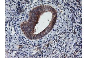 Image no. 2 for anti-Tubby Like Protein 3 (TULP3) antibody (ABIN1501583) (TULP3 抗体)