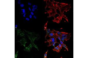Immunocytochemistry/Immunofluorescence analysis using Mouse Anti-Protocadherin Gamma (pan) Monoclonal Antibody, Clone S159-5 . (Protocadherin gamma 抗体  (AA 808-931) (Atto 488))