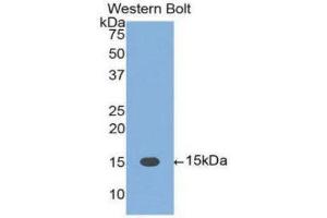 Western Blotting (WB) image for anti-Fas Ligand (TNF Superfamily, Member 6) (FASL) (AA 103-281) antibody (ABIN3209674) (FASL 抗体  (AA 103-281))