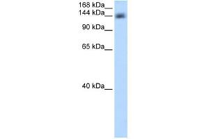 Western Blotting (WB) image for anti-Cleavage and Polyadenylation Specific Factor 1, 160kDa (CPSF1) (Middle Region) antibody (ABIN2779041)