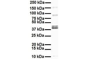 WB Suggested Anti-EEF1A2 antibody Titration: 1 ug/mL Sample Type: Human HepG2 (EEF1A2 抗体  (Middle Region))