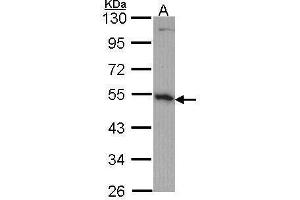 WB Image Sample (30 ug of whole cell lysate) A: H1299 10% SDS PAGE OST48 antibody antibody diluted at 1:1000 (DDOST 抗体  (Center))
