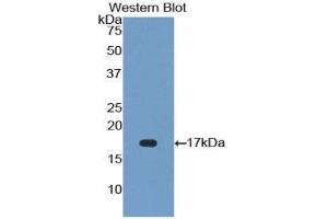 Western Blotting (WB) image for anti-Fibroblast Growth Factor 23 (FGF23) (AA 157-238) antibody (ABIN1858872) (FGF23 抗体  (AA 157-238))
