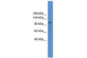 WB Suggested Anti-USP35 Antibody Titration: 0. (USP35 抗体  (C-Term))