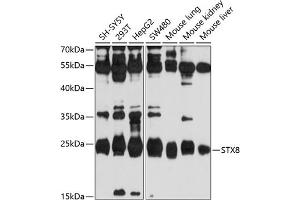 Western blot analysis of extracts of various cell lines, using STX8 antibody (ABIN6129138, ABIN6148671, ABIN6148672 and ABIN6214164) at 1:1000 dilution. (STX8 抗体  (AA 1-215))