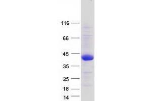 Validation with Western Blot (TMEM169 Protein (Transcript Variant 1) (Myc-DYKDDDDK Tag))