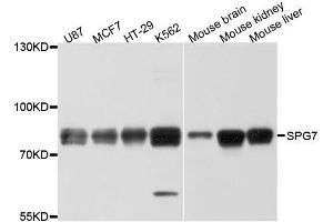 Western blot analysis of extracts of various cell lines, using SPG7 antibody. (SPG7 抗体  (AA 1-250))