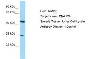 Image no. 1 for anti-DnaJ (Hsp40) Homolog, Subfamily C, Member 8 (DNAJC8) (C-Term) antibody (ABIN6750097) (DNAJC8 抗体  (C-Term))