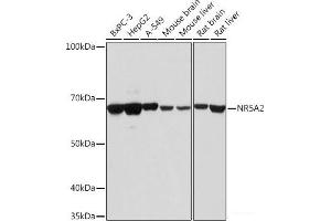 Western blot analysis of extracts of various cell lines using NR5A2 Polyclonal Antibody at dilution of 1:1000. (NR5A2 + LRH1 抗体)