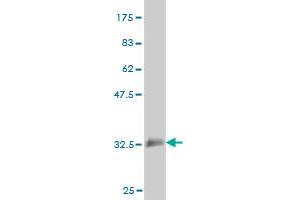 Western Blot detection against Immunogen (33.