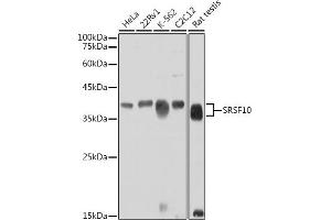 Western blot analysis of extracts of various cell lines, using SRSF10 antibody (ABIN7270214) at 1:1000 dilution.