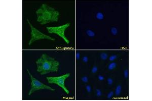 ABIN570913 Immunofluorescence analysis of paraformaldehyde fixed HeLa cells, permeabilized with 0. (SPRY1 抗体  (C-Term))