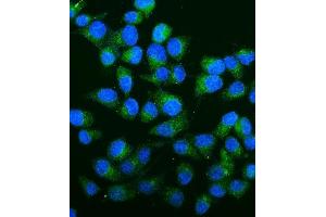 IF analysis of Carbonic Anhydrase 13/CA13 using anti-Carbonic Anhydrase 13/CA13 antibody (ABIN7603164).