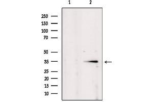 Western blot analysis of extracts from mouse brain, using POU2AF1 Antibody. (POU2AF1 抗体  (C-Term))