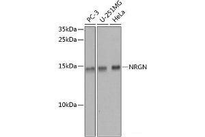 Western blot analysis of extracts of various cell lines using NRGN Polyclonal Antibody at dilution of 1:1000. (Neurogranin 抗体)