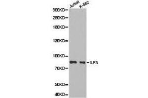 Western Blotting (WB) image for anti-Interleukin enhancer-binding factor 3 (ILF3) antibody (ABIN1873224) (Interleukin enhancer-binding factor 3 (ILF3) 抗体)